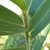 Stem and leaves