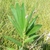 "Top-knot" of leaves