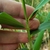 Stem and leaf attachment
