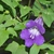 Asarina antirrhiniflora