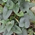 The leaves dark green leaves lack a glossy sheen or any mottling