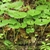 Pairs of upright, green, heart-shaped leaves.