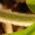 Close-up of the petiole densely covered with fine hairs.