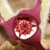Close-up of bell-shaped, 3-lobed calyx that is hairy externally.