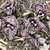 Dark purple flowers flecked with yellow dots white eye zone