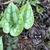 large green & white heart shaped leaves with purplish flower