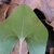 Underside of leaf