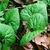 Heavily veined, green, heart-shaped leaves
