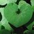 Close-up on the heart- to kidney-shaped, green leaf.