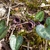 Silver-spotted, cordate leaves & small brownish flowers.