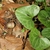 Silver-spotted, cordate leaves