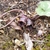 Silver-spotted, cordate leaves & small brownish flowers.