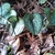 Silver-spotted, cordate leaves & small brownish flowers.
