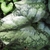 Close-up of a single, heart-shaped leaf with silvery variegation
