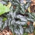 Dark, arrow-shaped leaves with silvery variegation.
