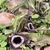 Brown-purple, bell-shaped flowers at ground level.
