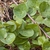 Green heart-shaped leaves