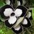 Top view of the flowers; 3 lobed; white with black rim.