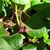 Purplish flower with 3 long-caudate lobes.
