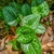 Small colony of plants with variegated leaves.