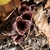 Funnel- or bell-shaped, dark purple flowers with white freckles.