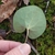 Fingers holding smooth, heart- to kidney-shaped leaf.