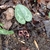 Plant with variegated leaves & brownish flowers at ground level