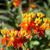 Asclepias curassavica