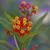 Asclepias curassavica