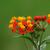 Asclepias curassavica