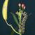 Asclepias curassavica