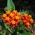 Asclepias curassavica