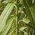 Stems and leaves