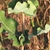 Opposite leaves with wavy margins.