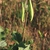 Immature green fruits (follicles).