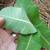 Underside of leaf