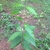 Form