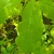 Leaf detail