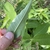 Underside of leaf