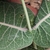 Stem and leaf attachment