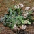 Somewhat prostrate growing form