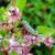 Flower with monarch caterpillar