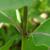 Stem