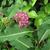 Leaves, buds, flower