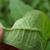 Underside of leaf