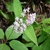 flower and leaves