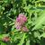 Asclepias rubra