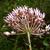 Side view of flower