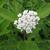 Asclepias variegata