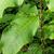 Leaf closeup
